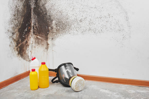 Best Attic Mold Remediation in Maynardville, TN